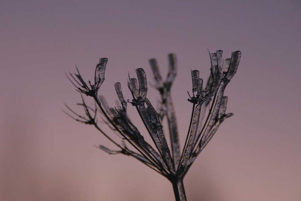 cow parsnip uk
