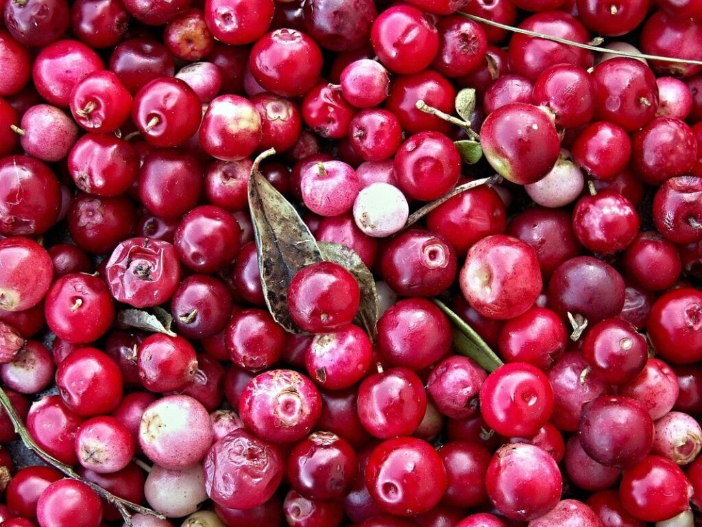 cranberry harvesting