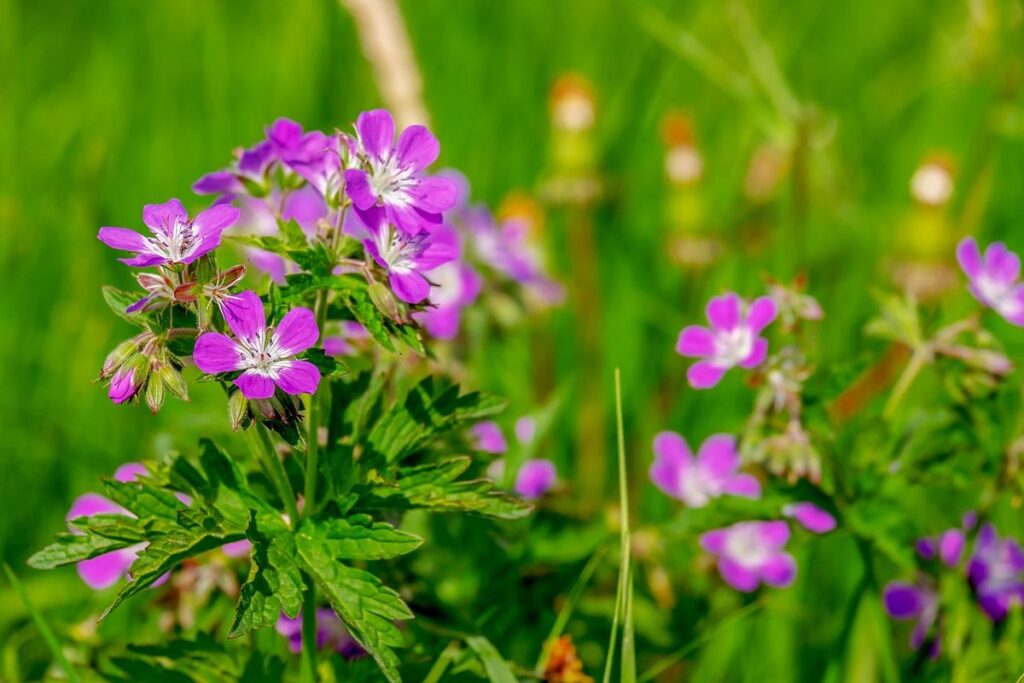 purple cranesbill geranium care