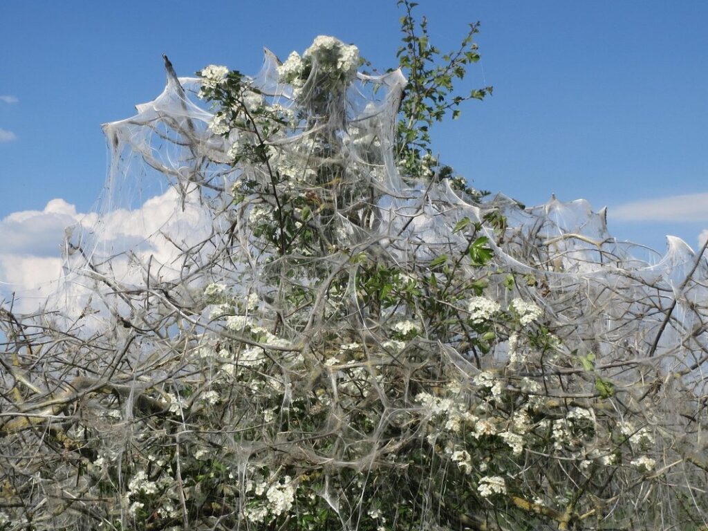 crataegus monogyna plant