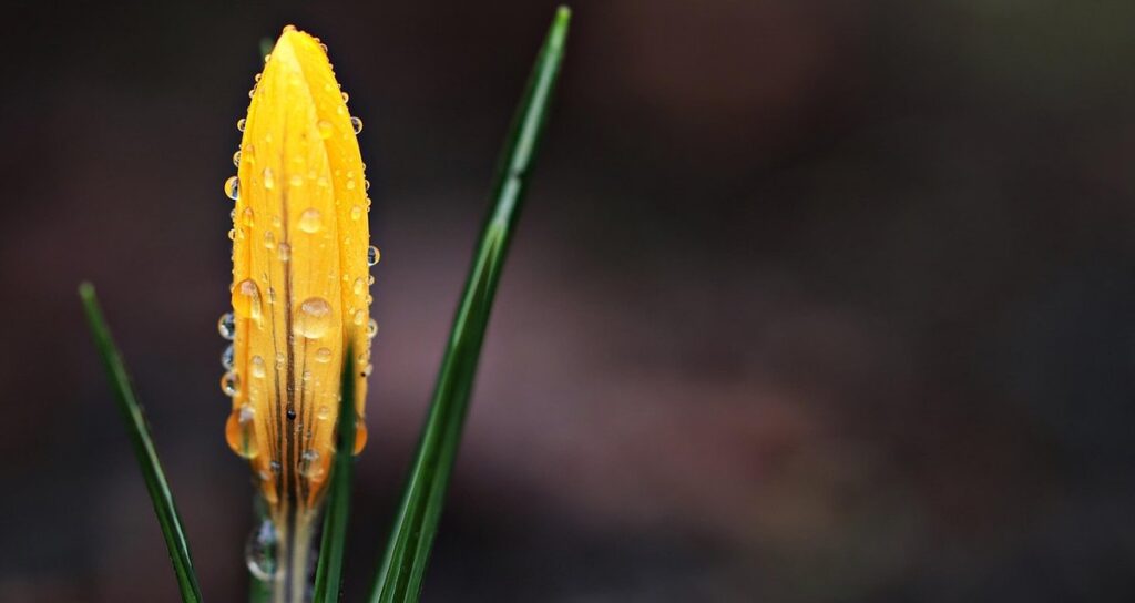 crocus flower