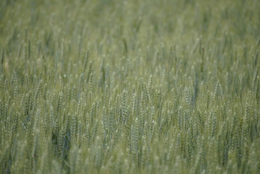 at which ph do most crops grow best