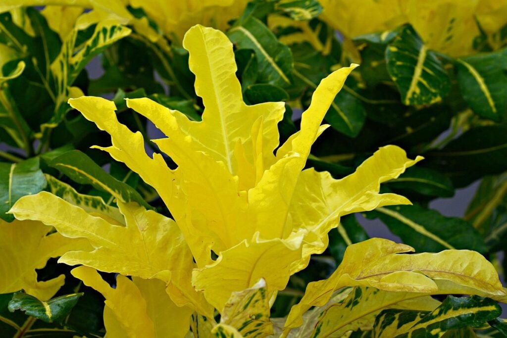 croton plant care