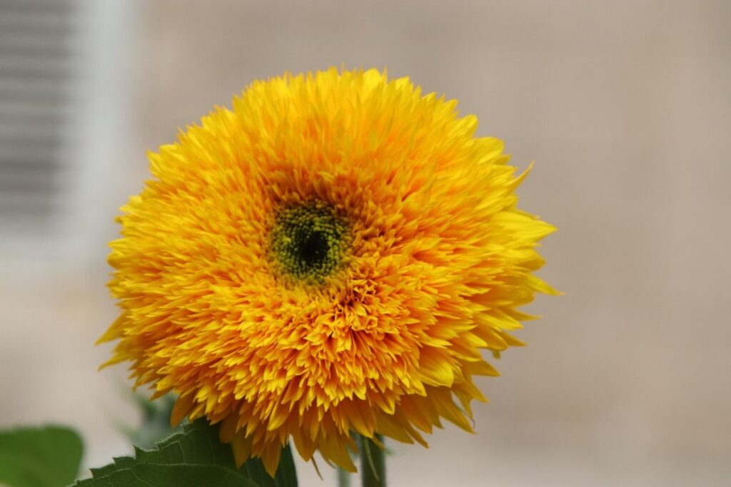 what is cultivar in gardening