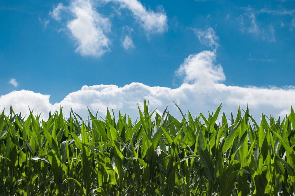cultivation of corn