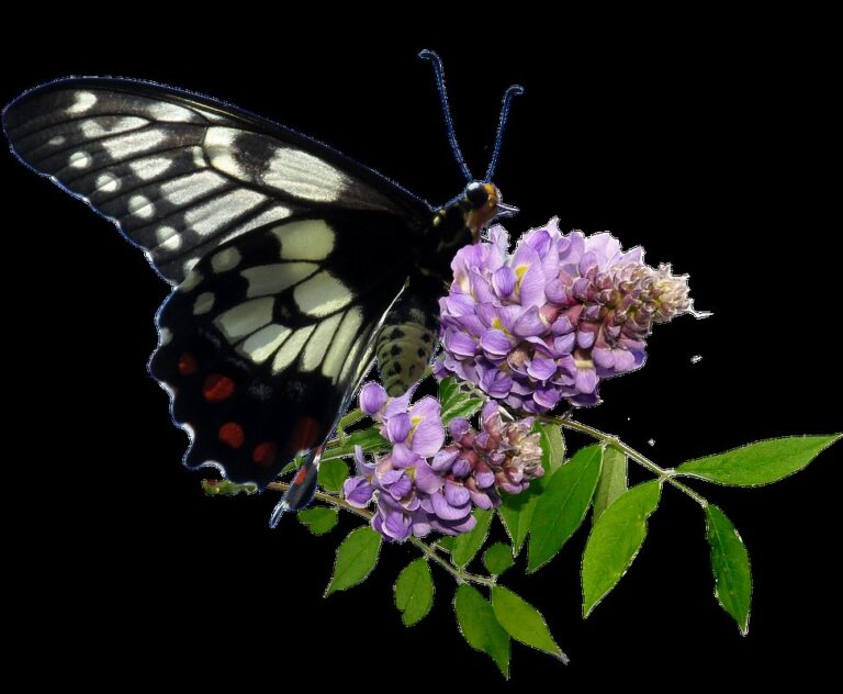 cut back wisteria