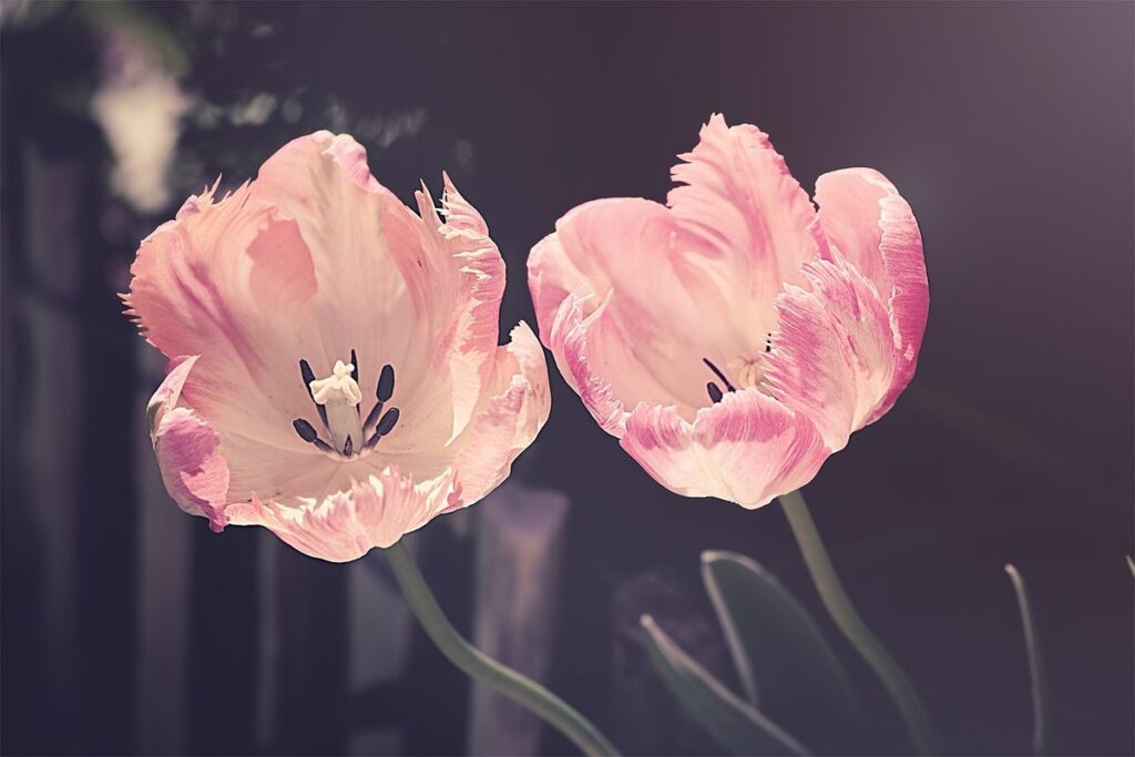 cut flower garden