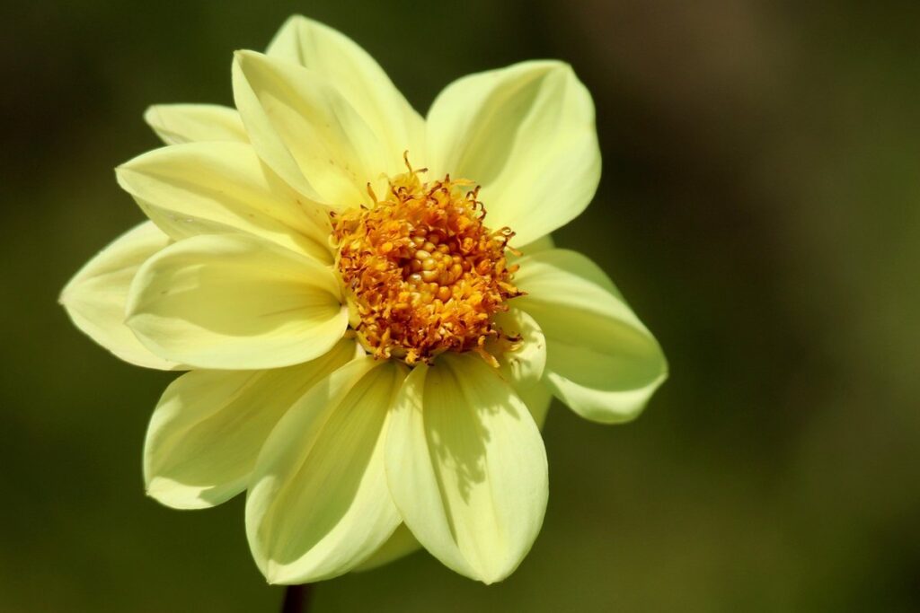 how to store dahlia tubers over winter