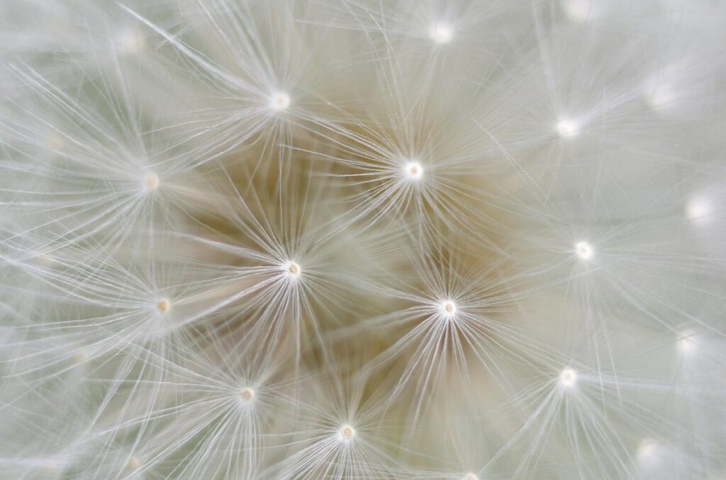 dandelion latin name