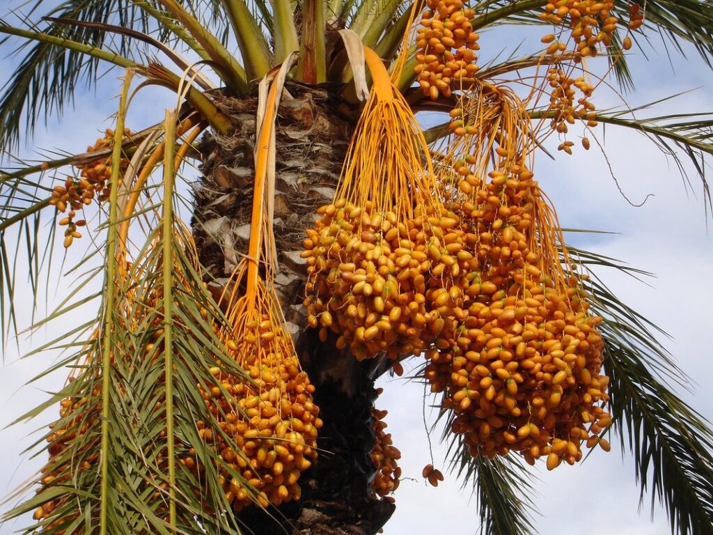 how to plant a date palm