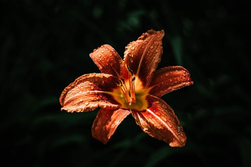 day lilies planting