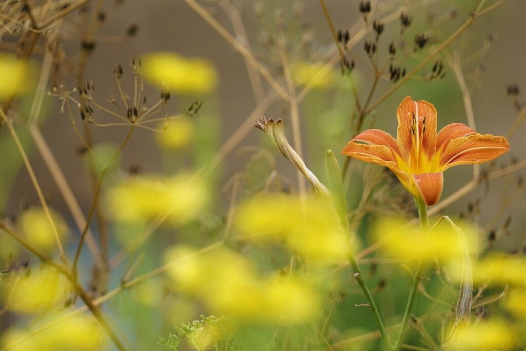 daylily planting and care