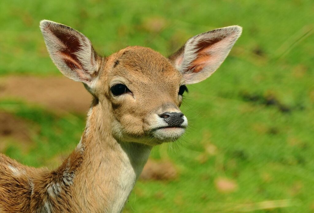 deer proof garden bed