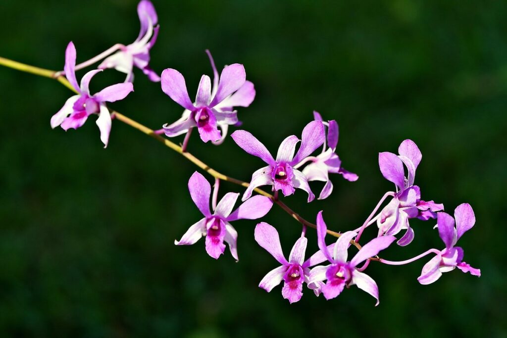 dendrobium orchid care