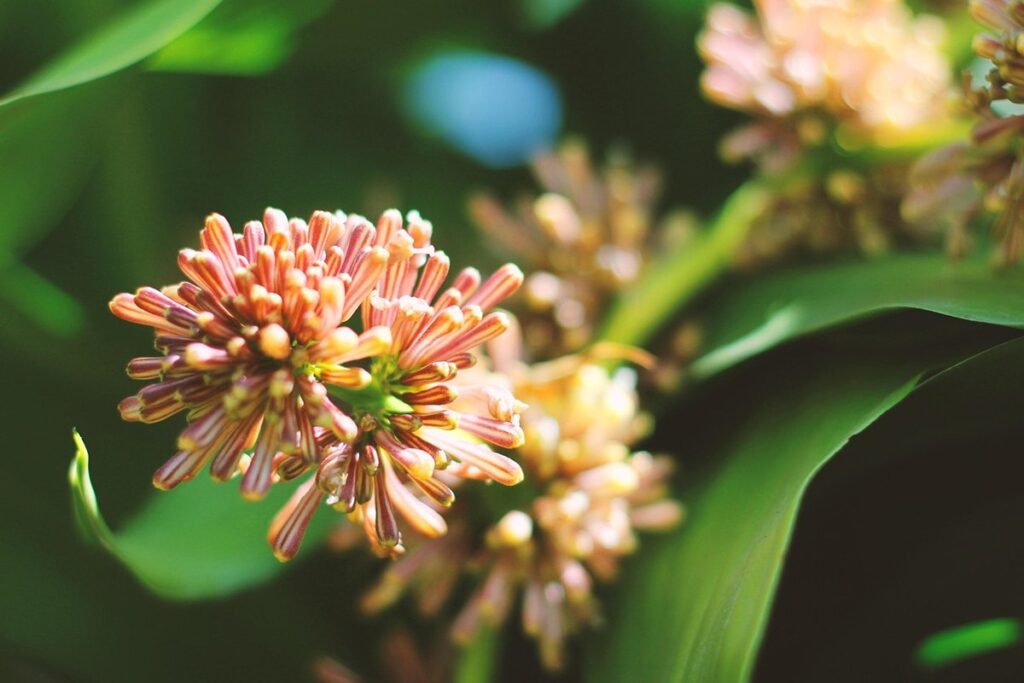 dracaena fragrans flowering