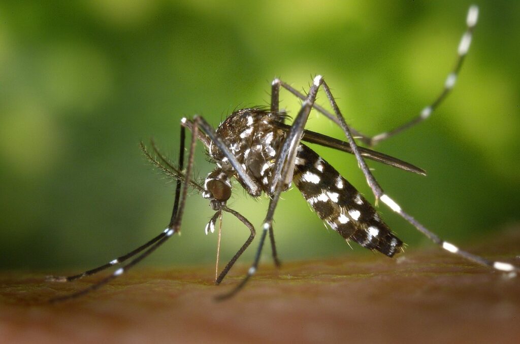 dragonflies mosquito control