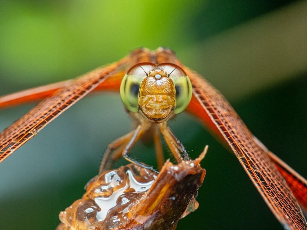 how do dragonflies hunt