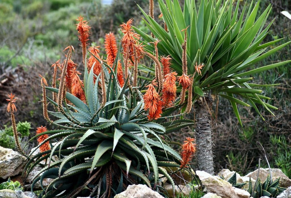 drought resistant flowers