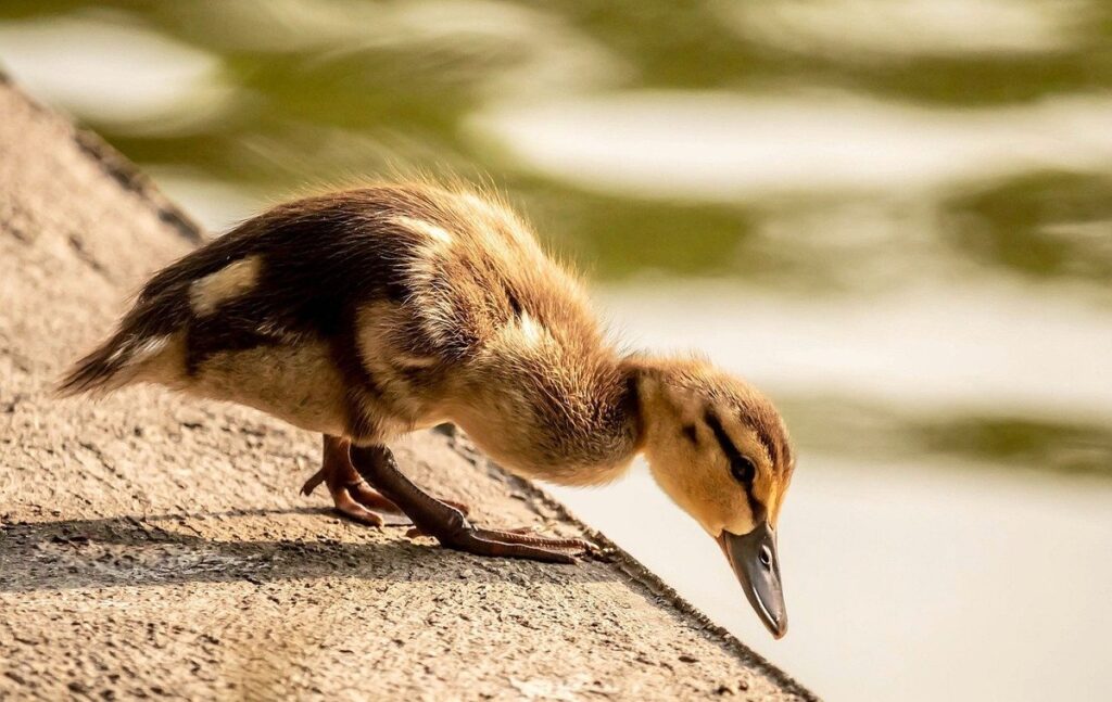 designing duck-friendly garden habitats