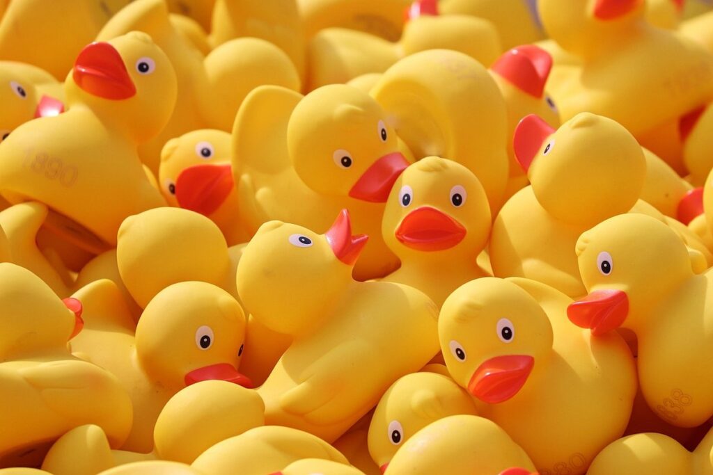 using ducks for slug control in gardens