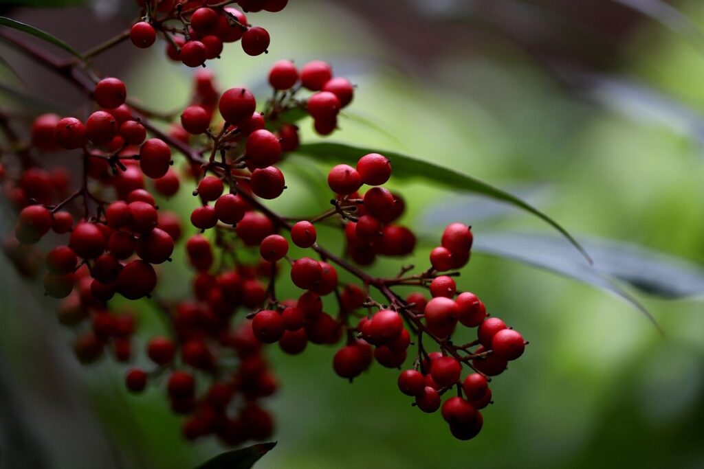 dwarf evergreen shrubs under 2 feet uk