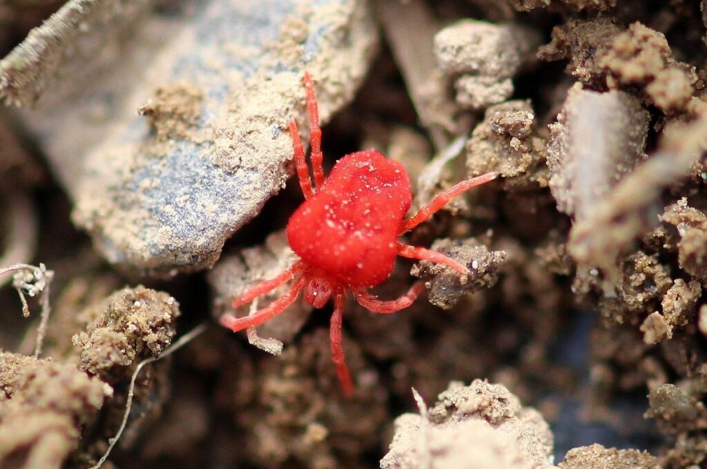 earth mites in gardens