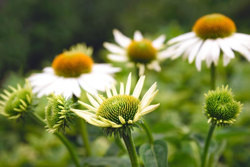 planting echinacea from seed