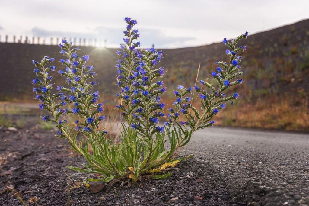 madeira echium candicans plant