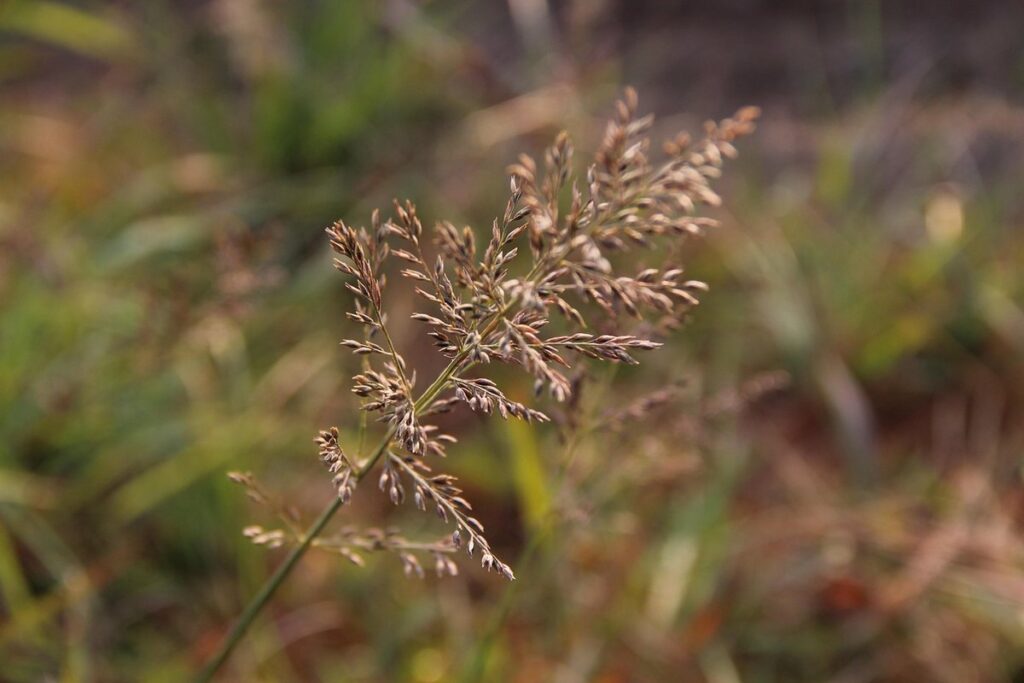 eragrostis lovegrass