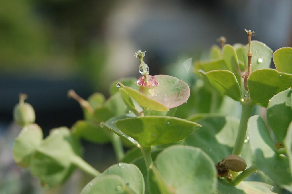 euphorbia paralias
