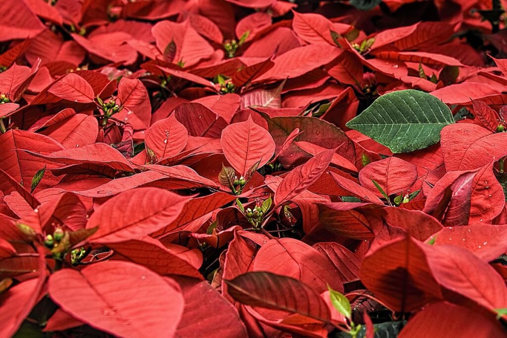 euphorbia paralias plant