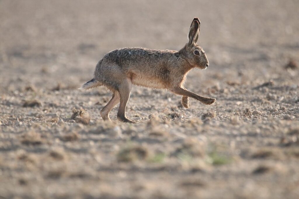 european hare in gardens