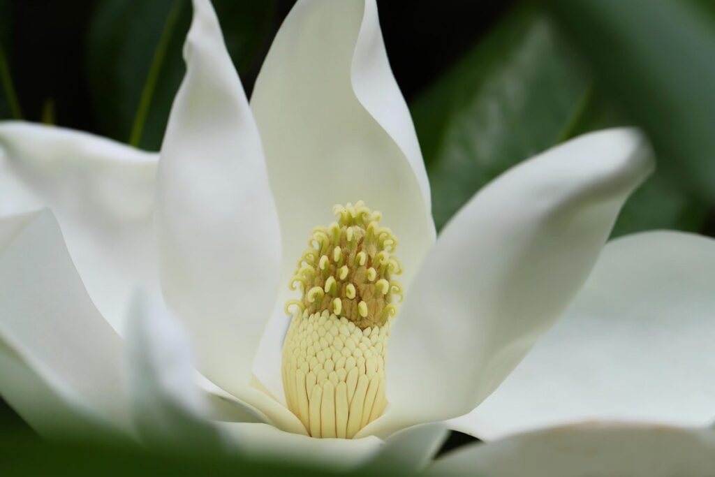 evergreen plant with white flowers