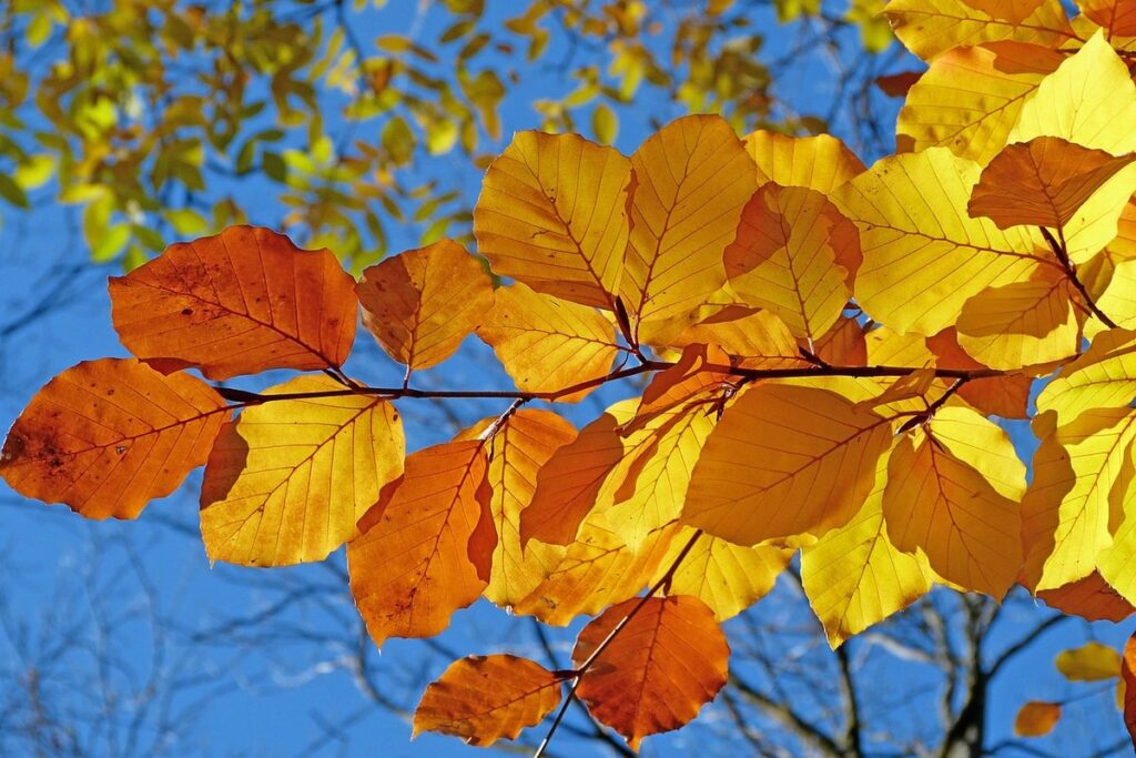 yellow foliage