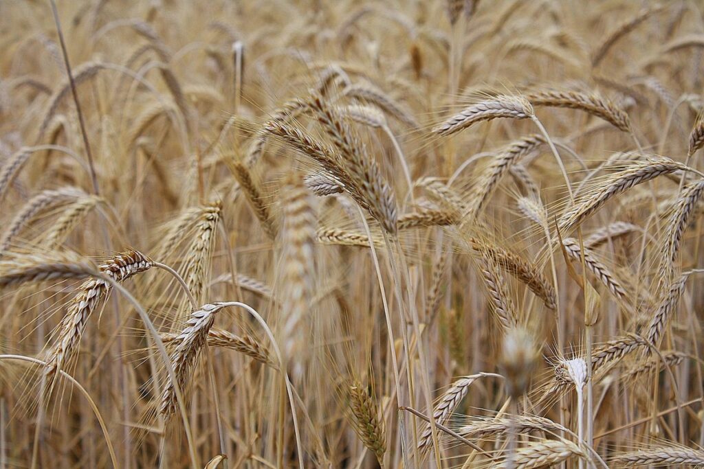 farming barley