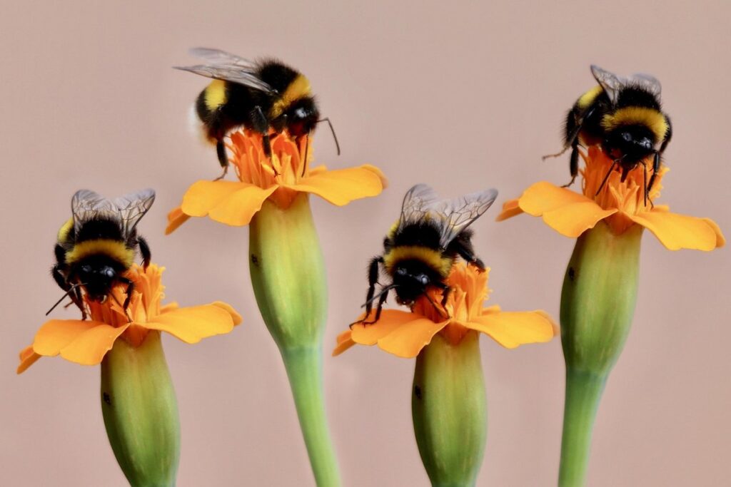 bumble bees and flower gardens