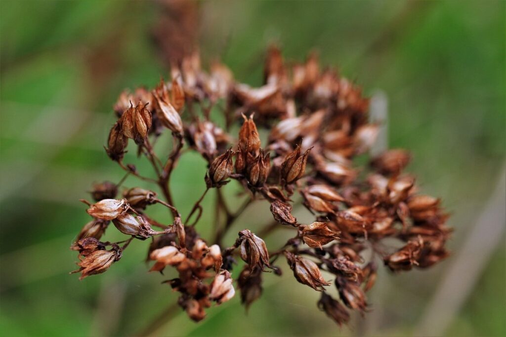 fat hen plant control