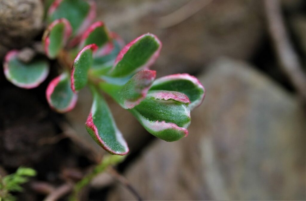 fat hen plant