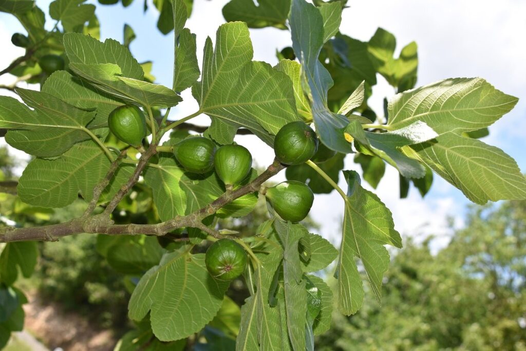 fig fruit growing