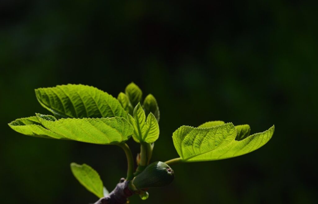how to grow a fig