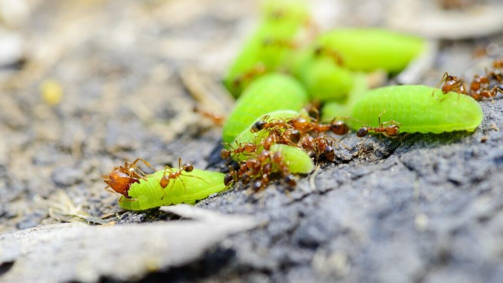 fire ants