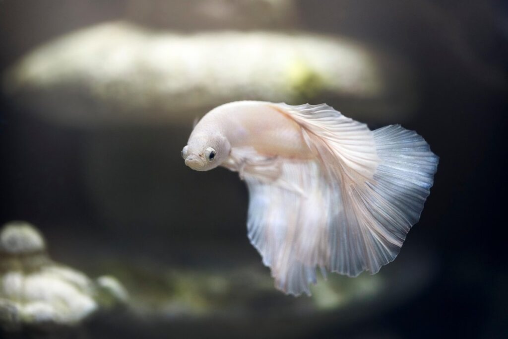 fish emulsion