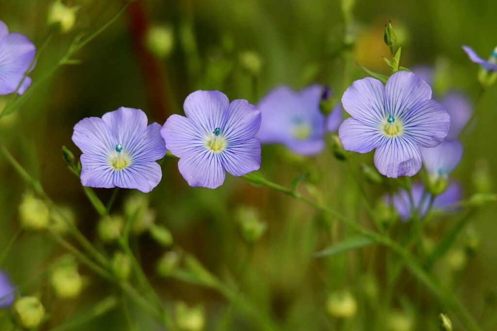 flax seed crop
