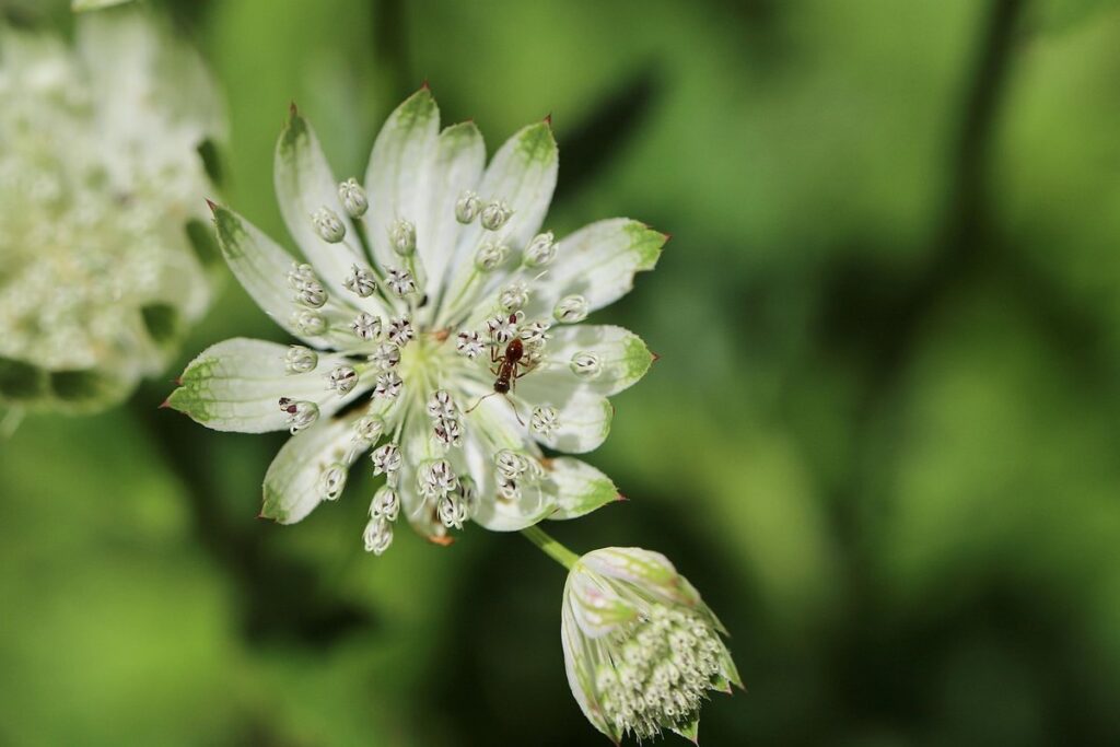 flower that need ants to bloom