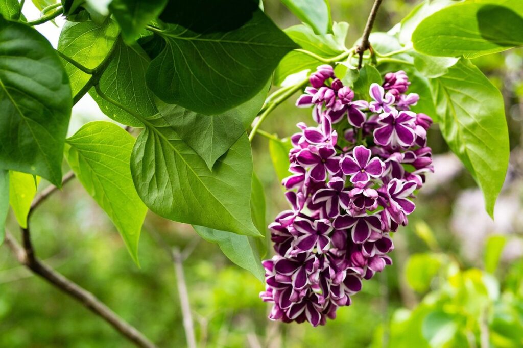 good flower color combinations