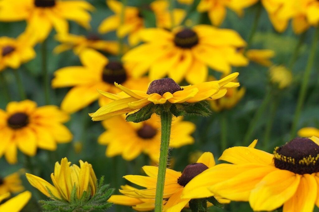 flower garden rudbeckia