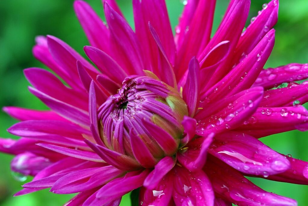 how to grow flowers in a garden