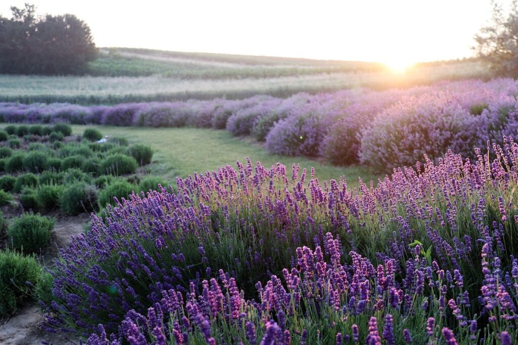 purple flower bushes