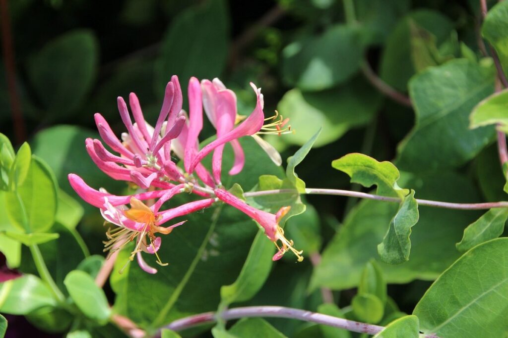 flowering honeysuckle
