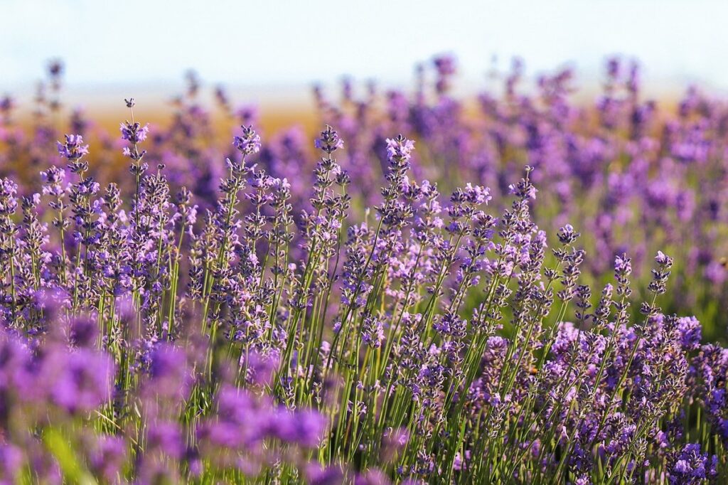 easiest flowering plants to grow